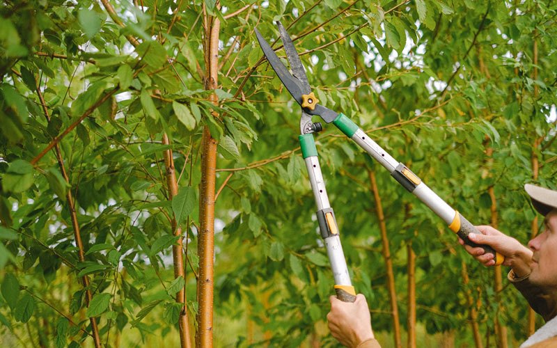 Tree trimming in Model, CO