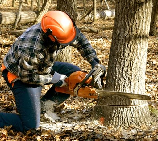 Tree Removal in Model, CO